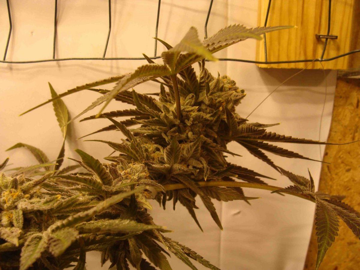 D3la56cola
