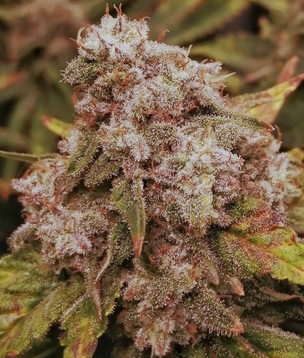 D42 7