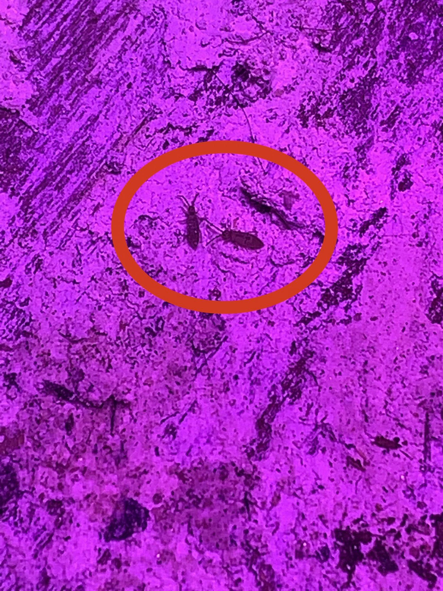 D4454112 981D 4353 9746 4D08F92BDCD6