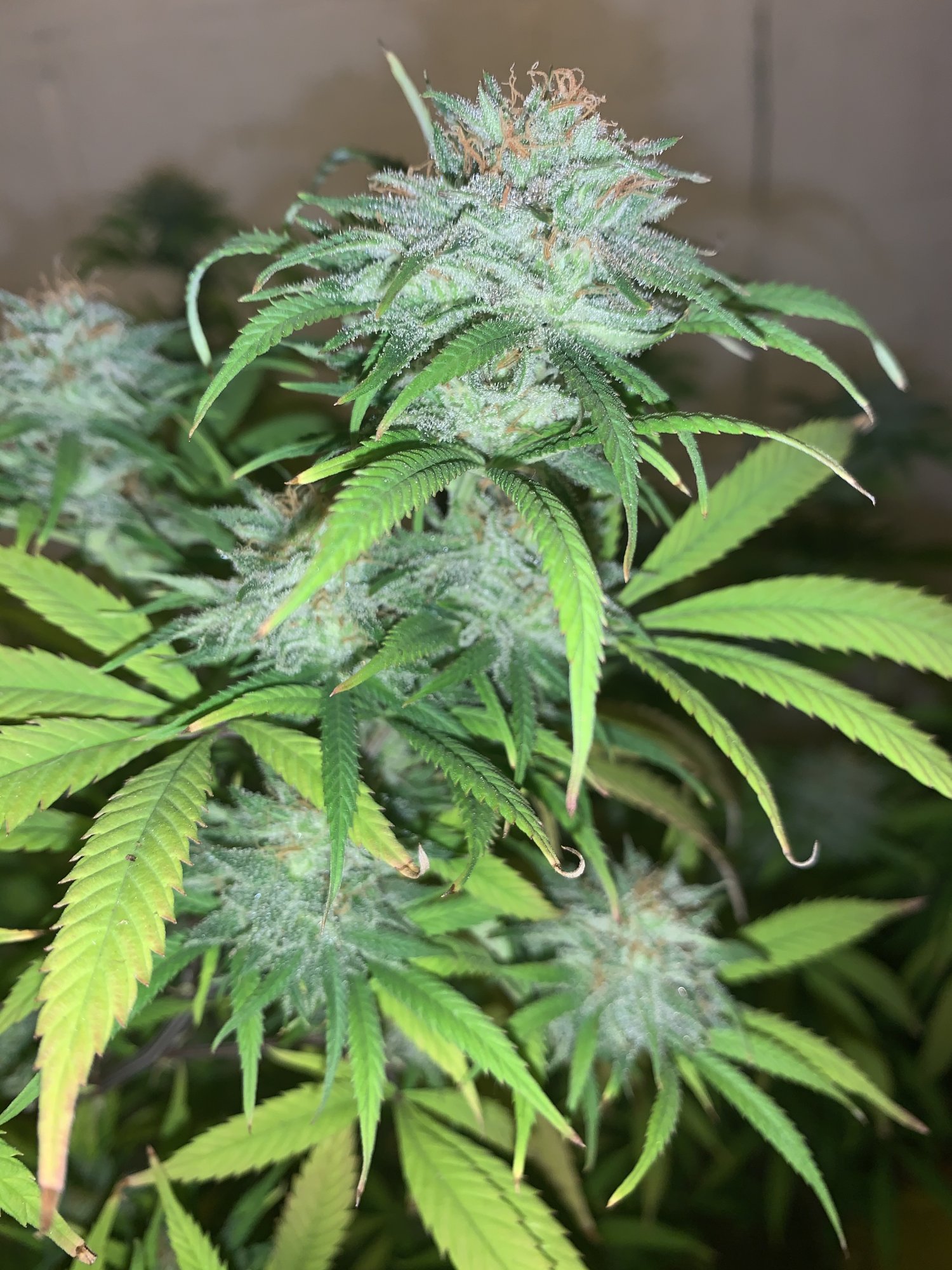 D463547C CBD9 4AB0 9098 EB625FCFED47