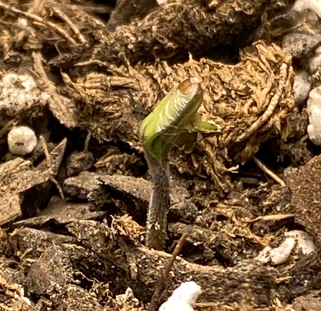 D5 SEEDLING D1