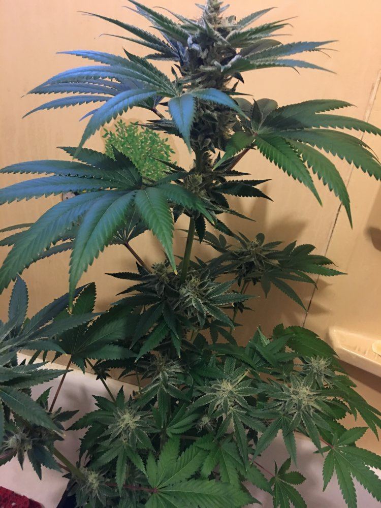 D53660C6 F26A 47CF BEEC CA1EAF17FD55