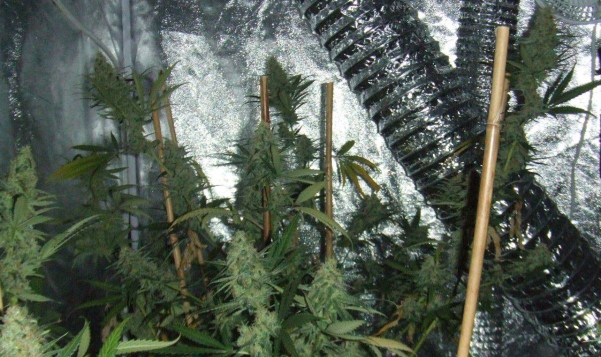 D53ksd
