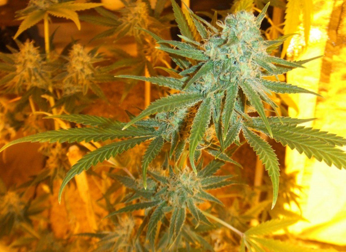 D56