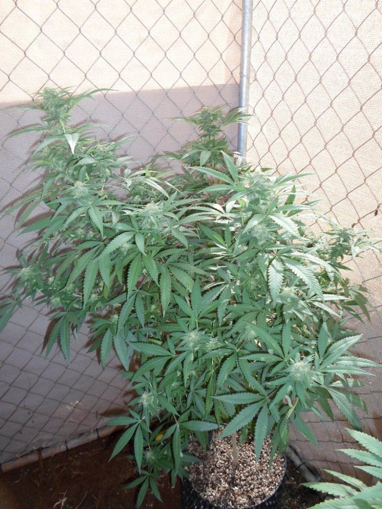 Da kine tropicoma