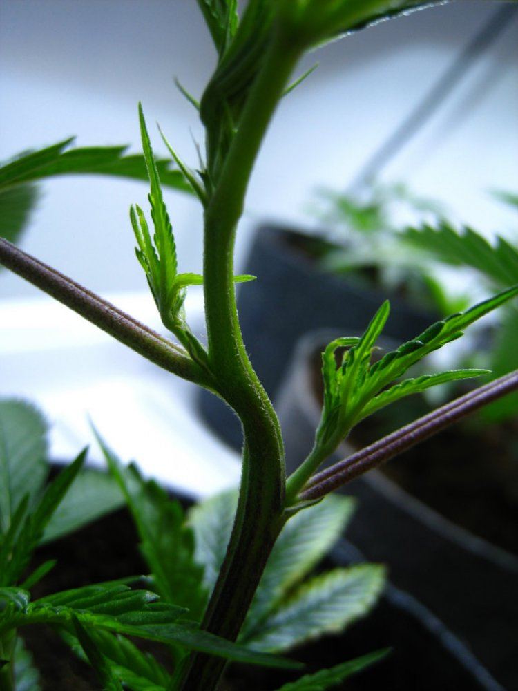 Da wifi in coco co2 1k dual arc 4th grow log 8