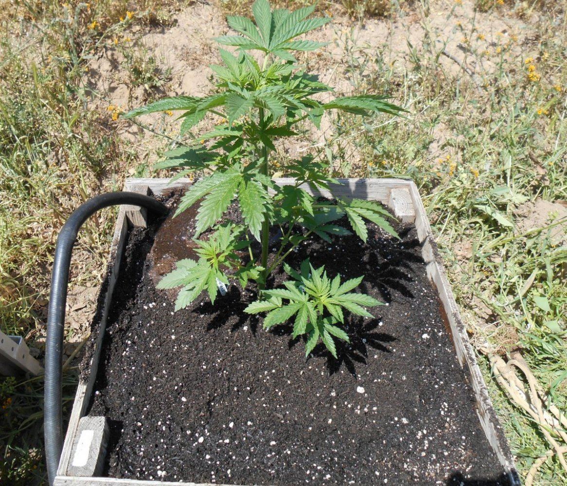 Dago1inherbox420