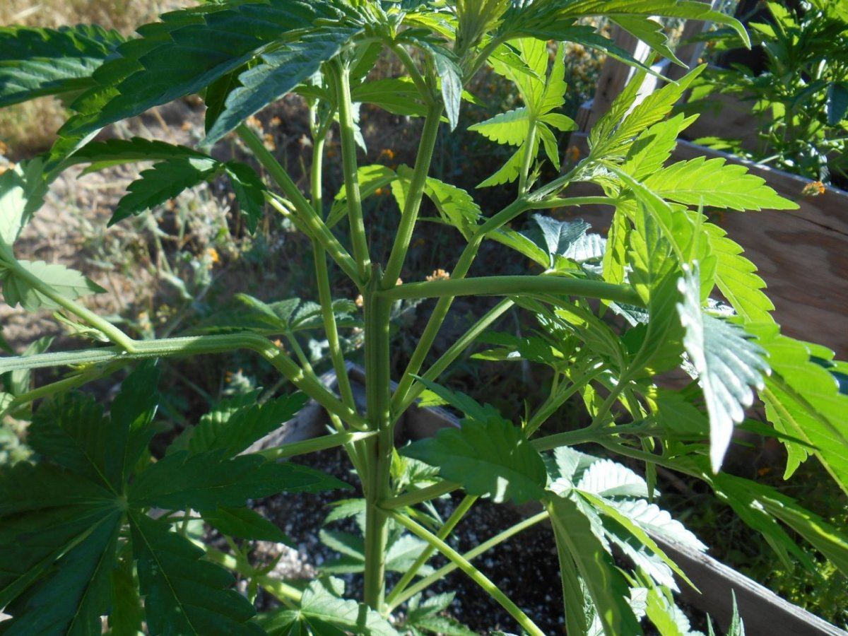 Dago1supercrop424