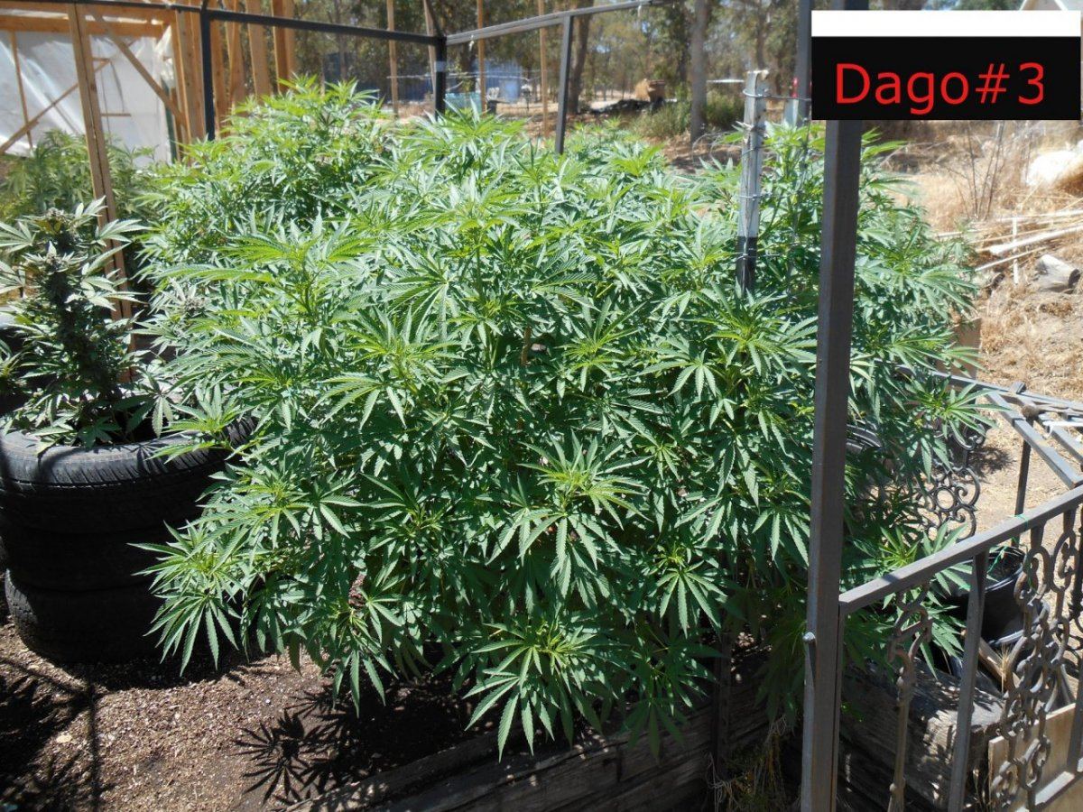 Dago3617