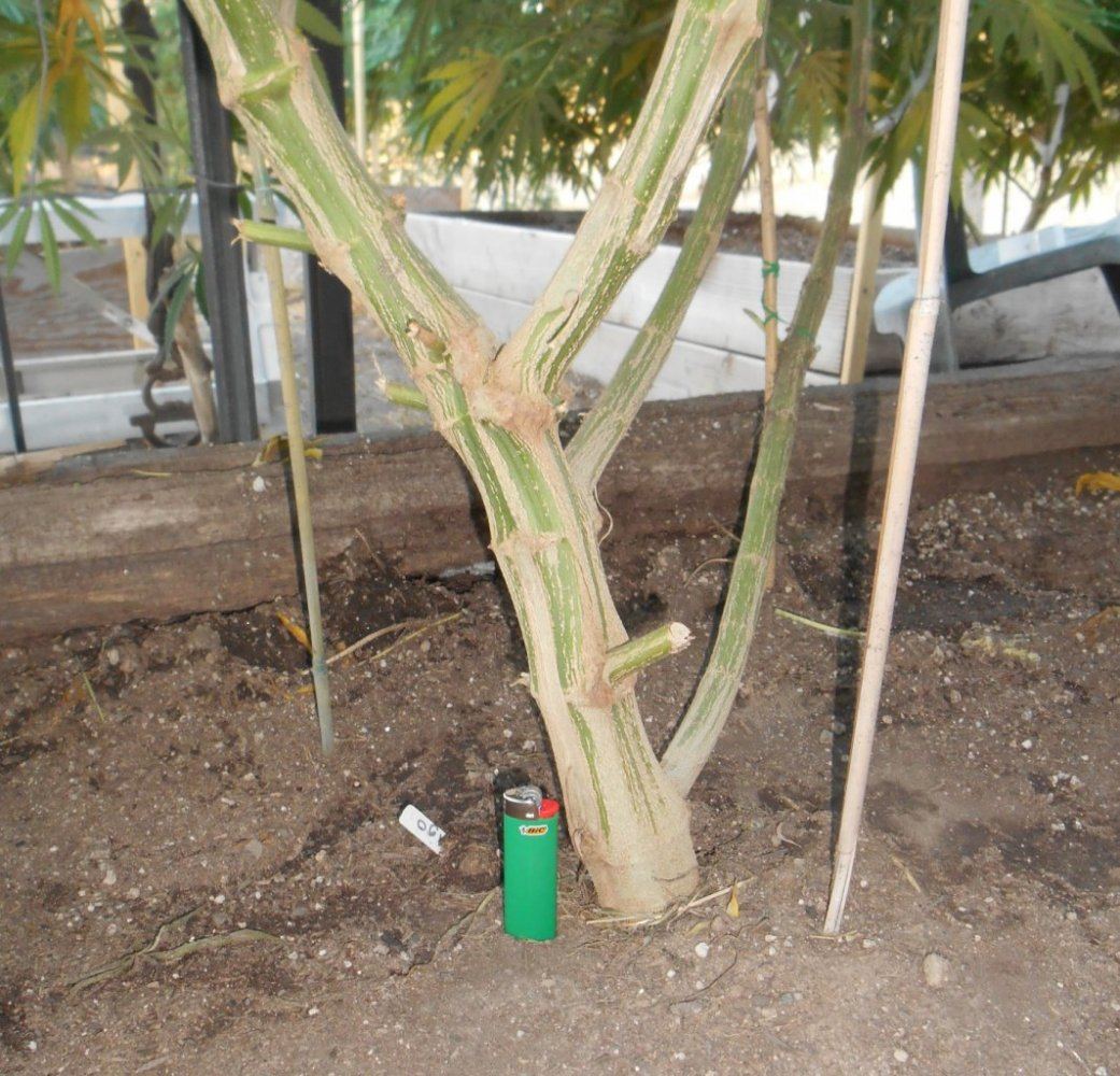 Dago3trunk717
