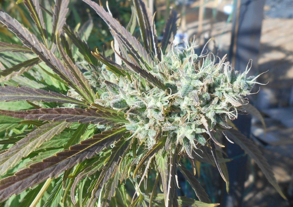 Dago3bud101