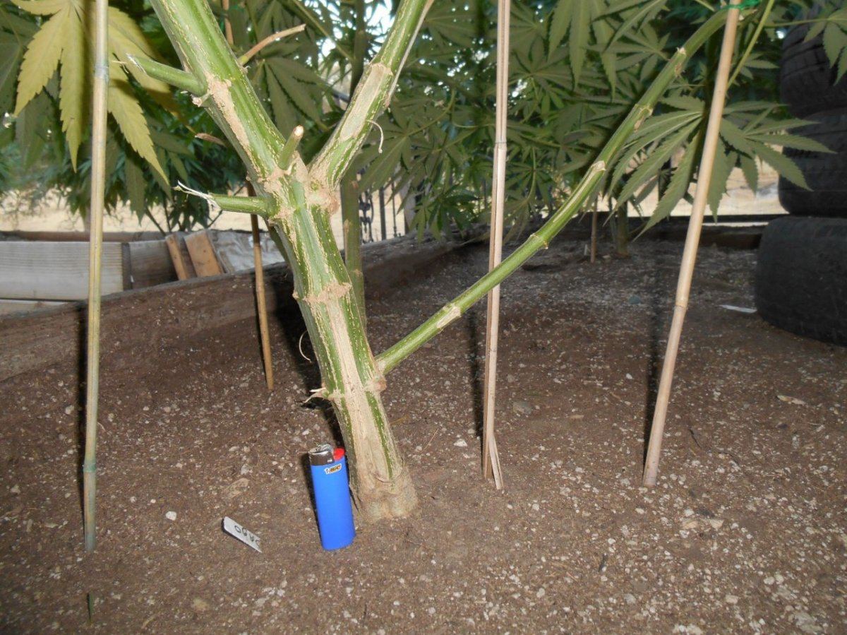 Dago3trunk624