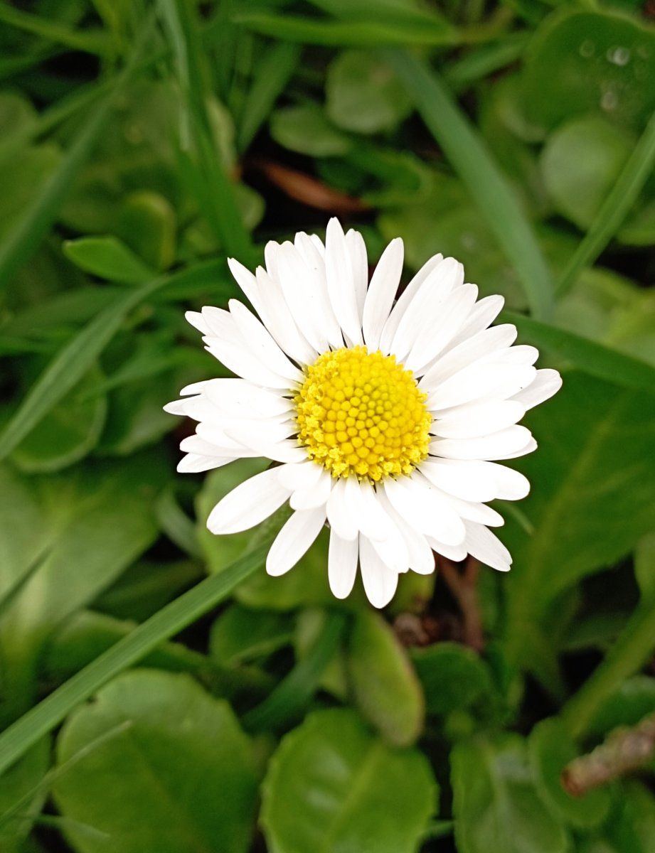 Daisy