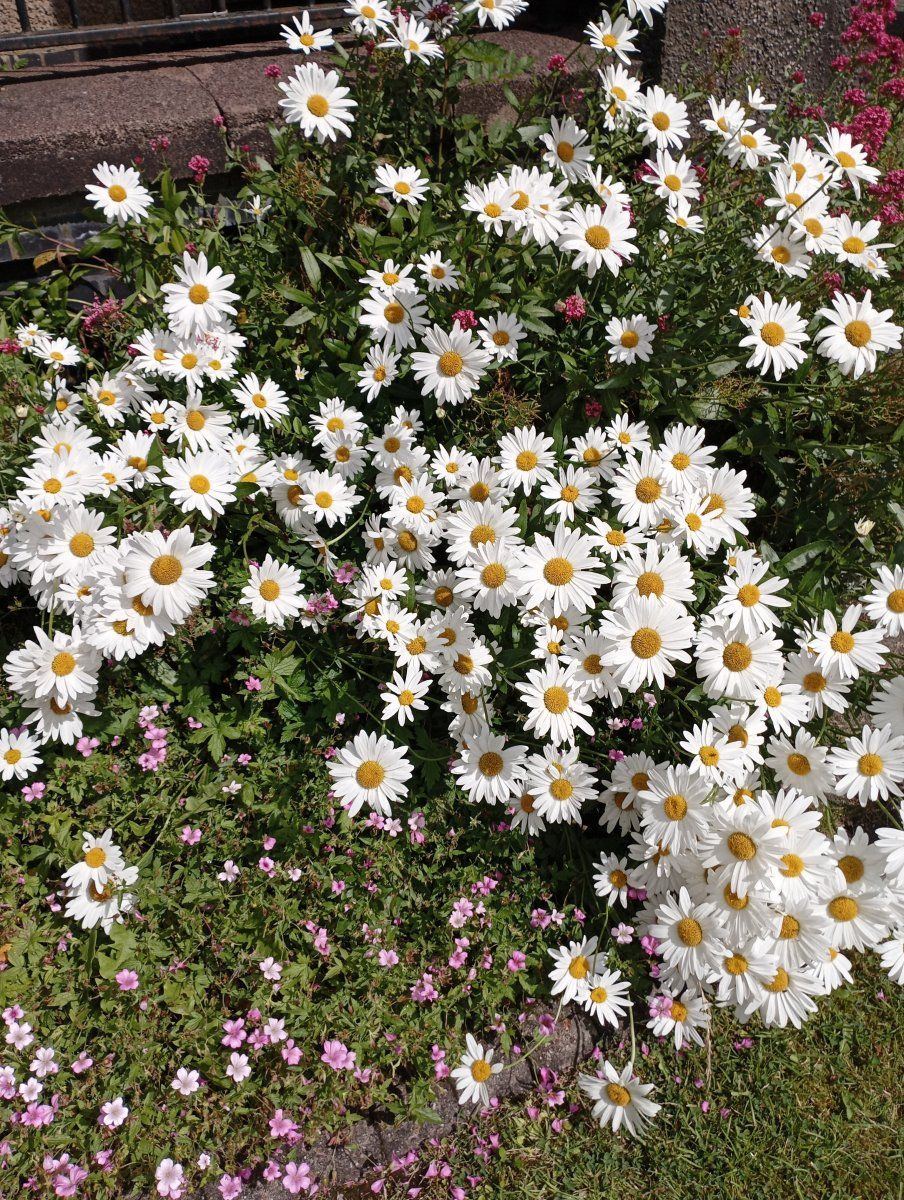 Daisys