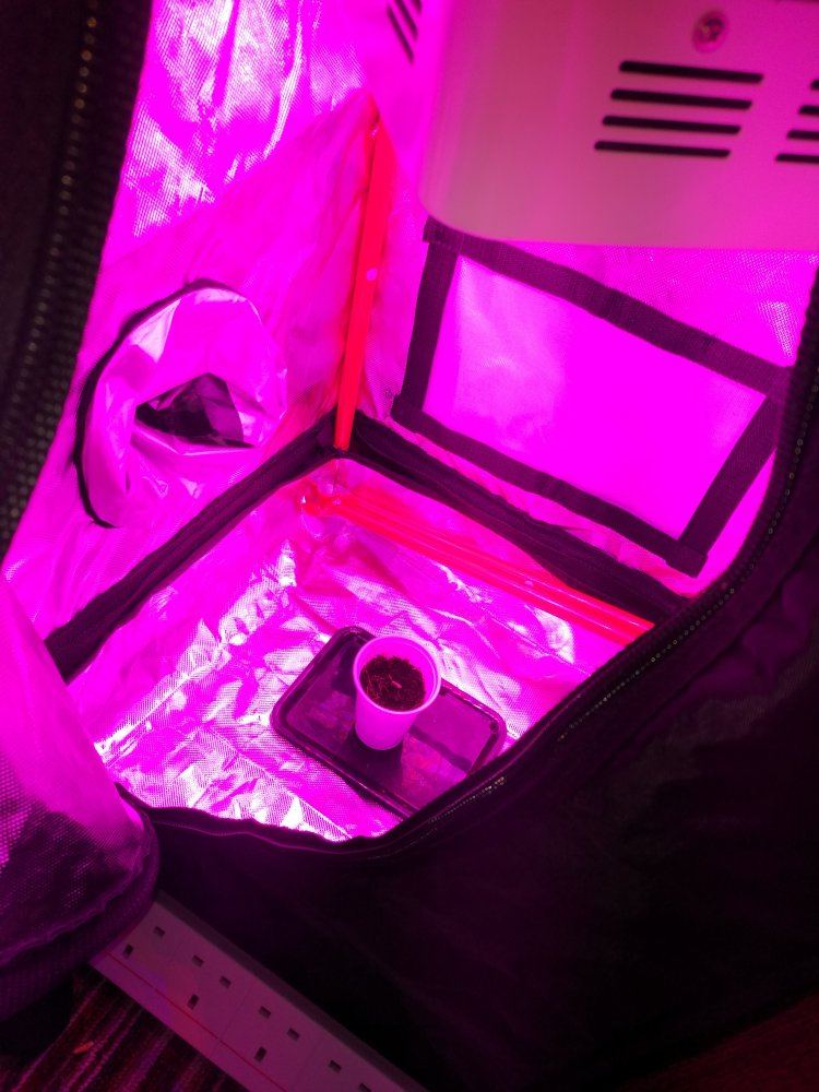 Dan1989s grow log