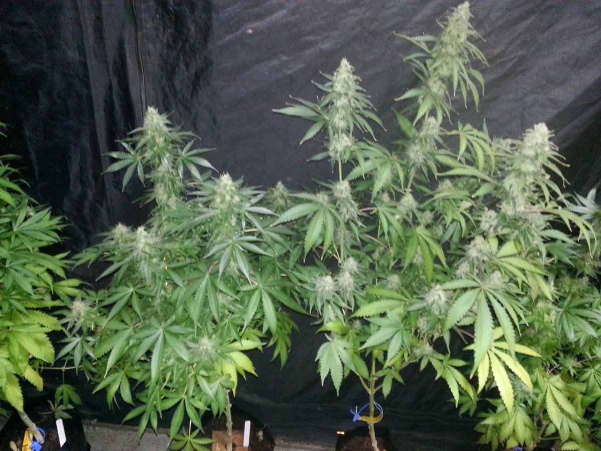 DanceHall 34