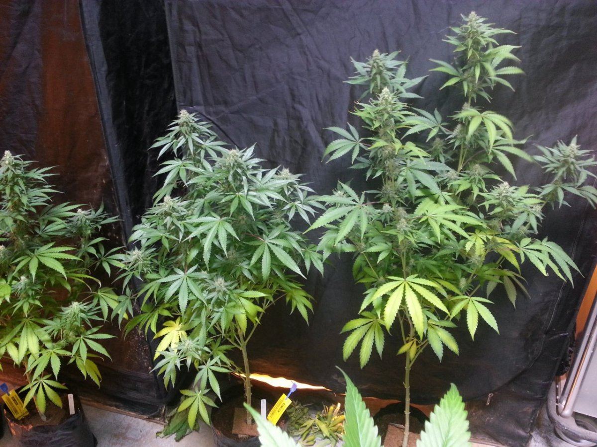 DanceHall34