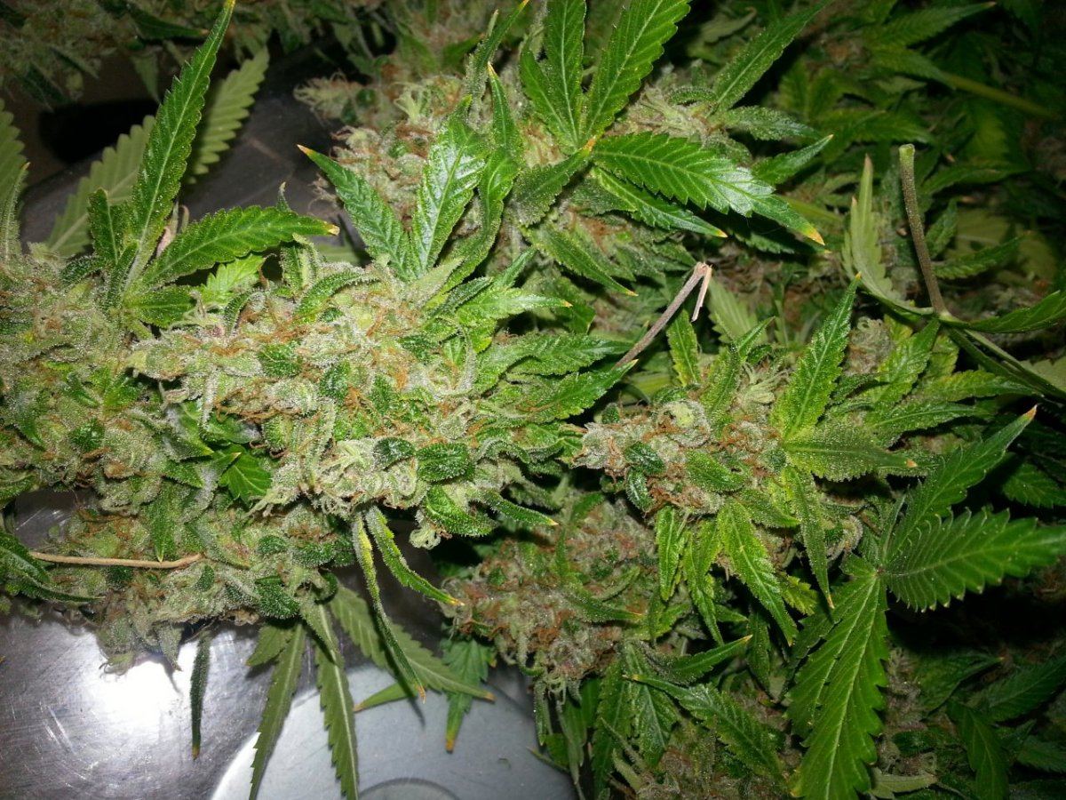 Danchall3 harvest