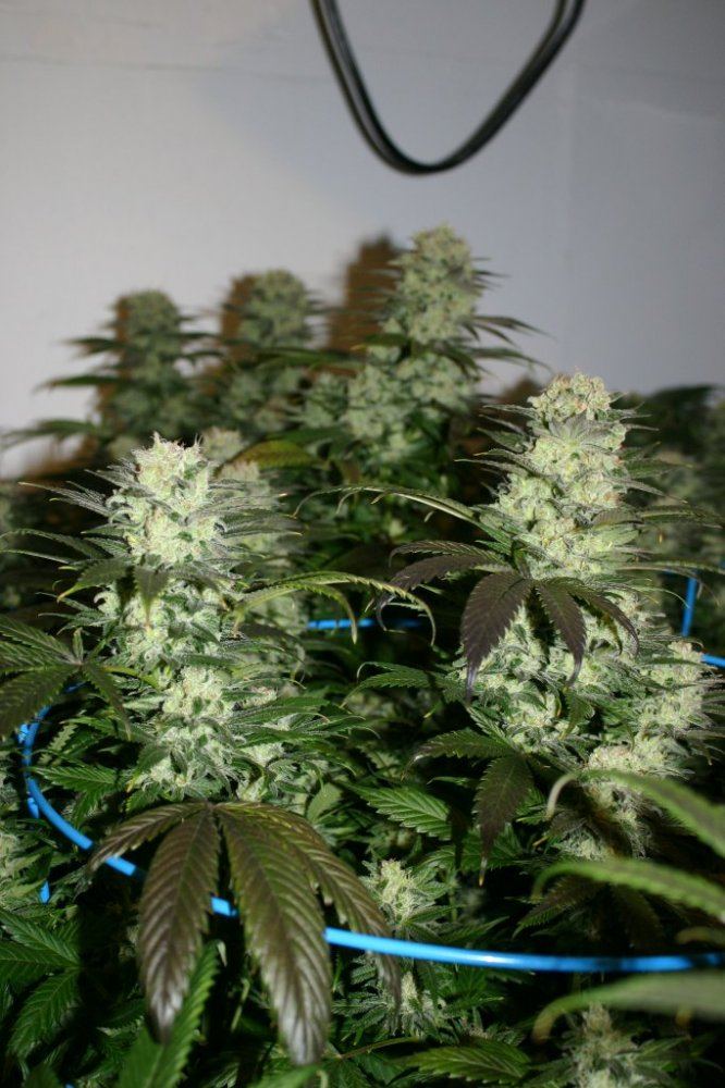 Danimals organics 10