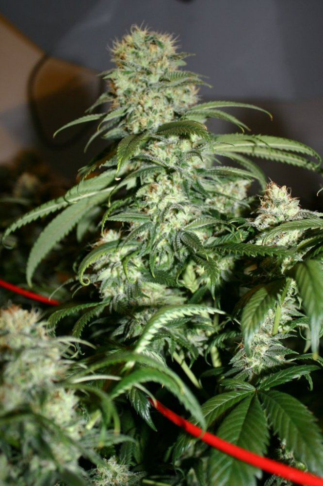 Danimals organics 11