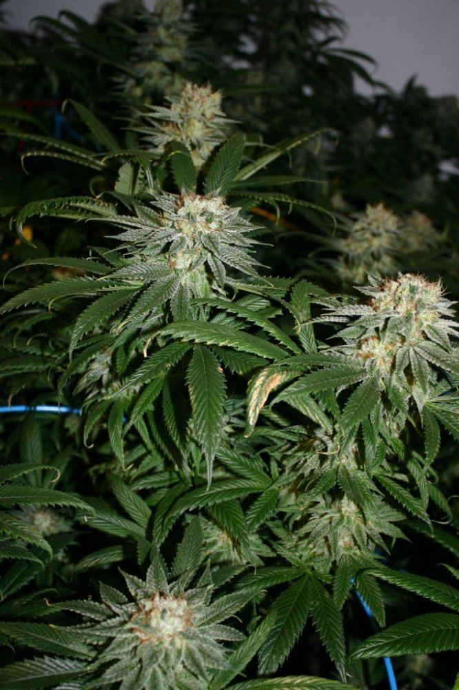 Danimals organics 12