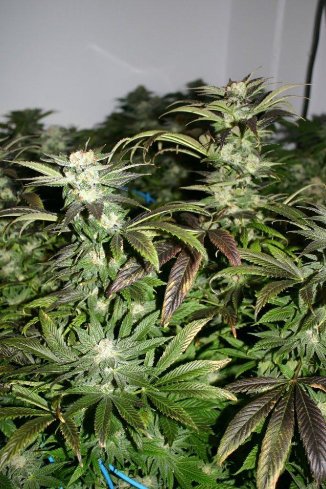 Danimals organics 13