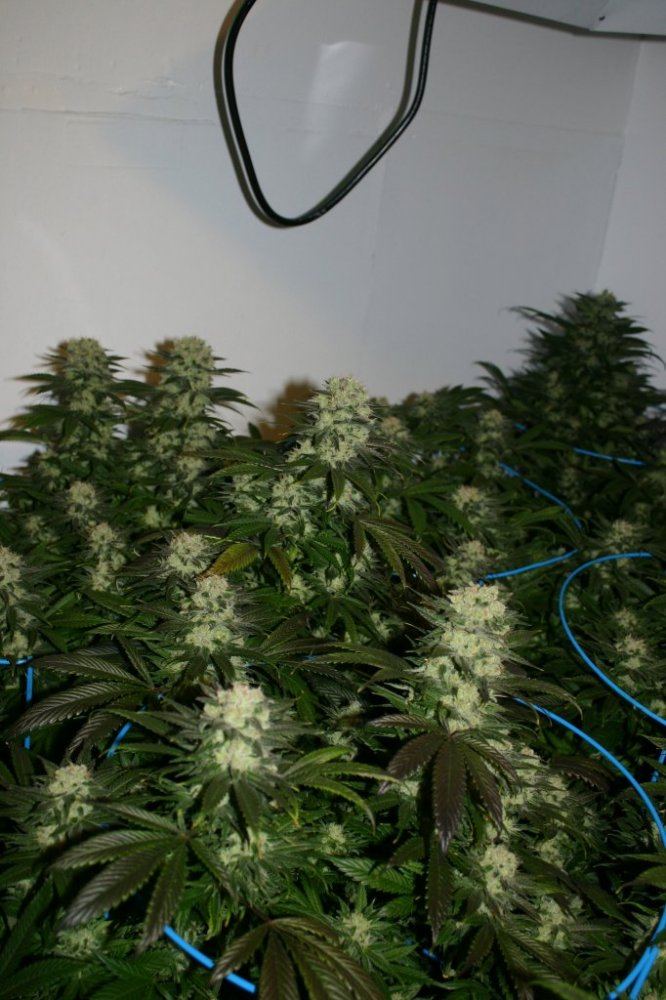 Danimals organics 14