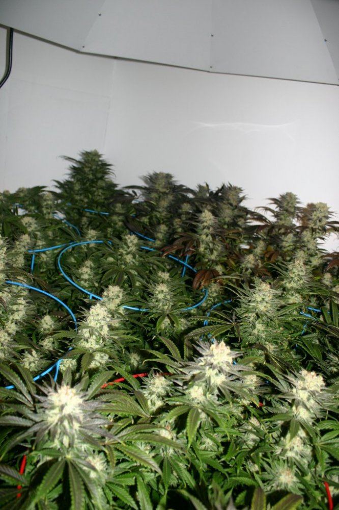 Danimals organics 15
