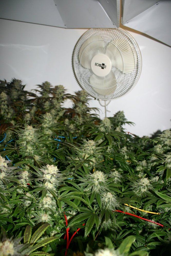 Danimals organics 16