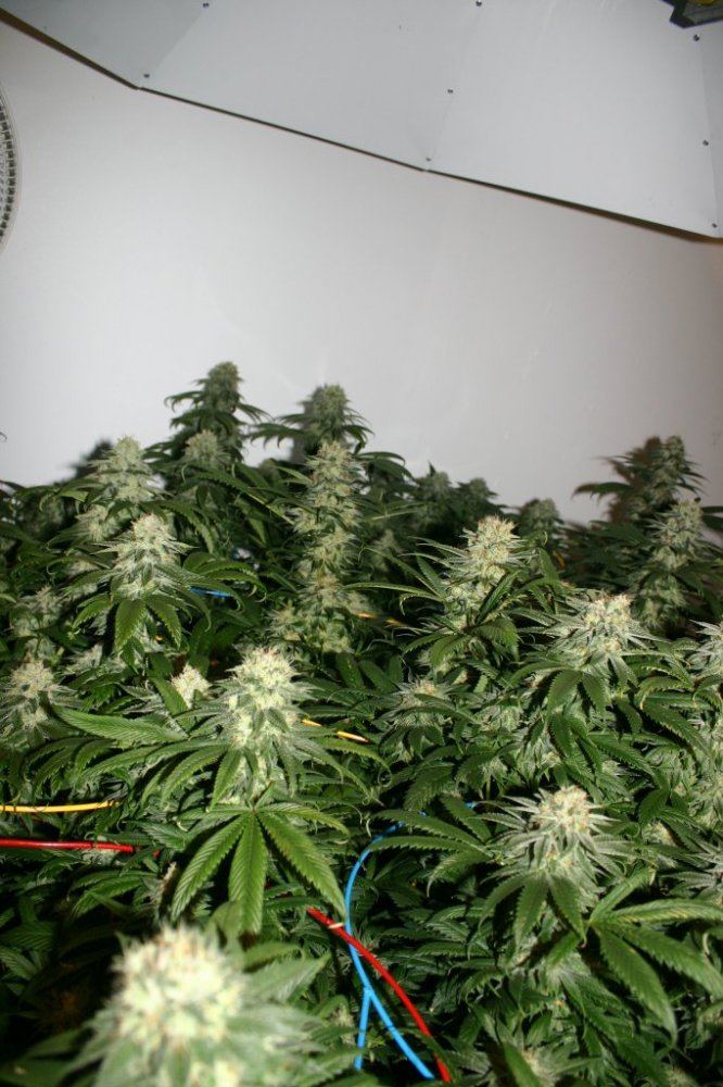 Danimals organics 17