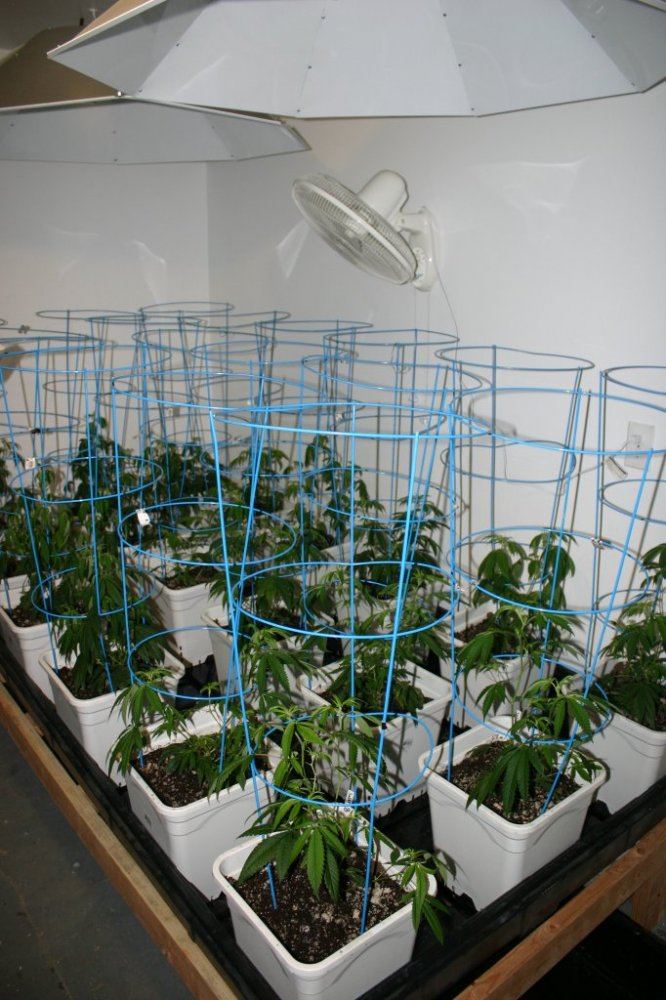 Danimals organics 19
