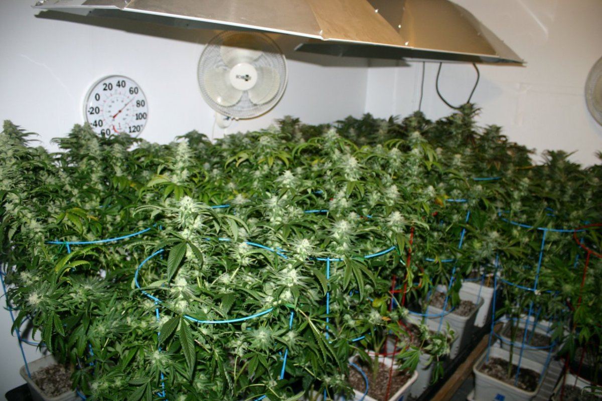 Danimals organics 2