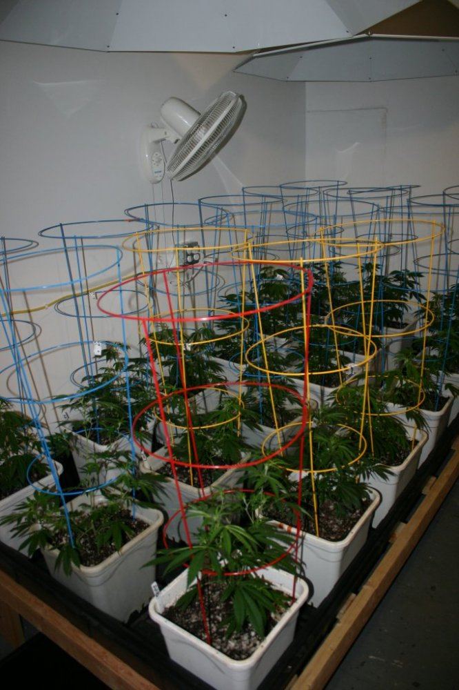 Danimals organics 20