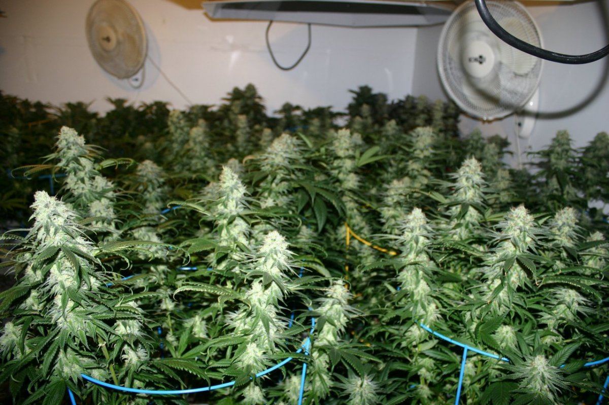 Danimals organics 3