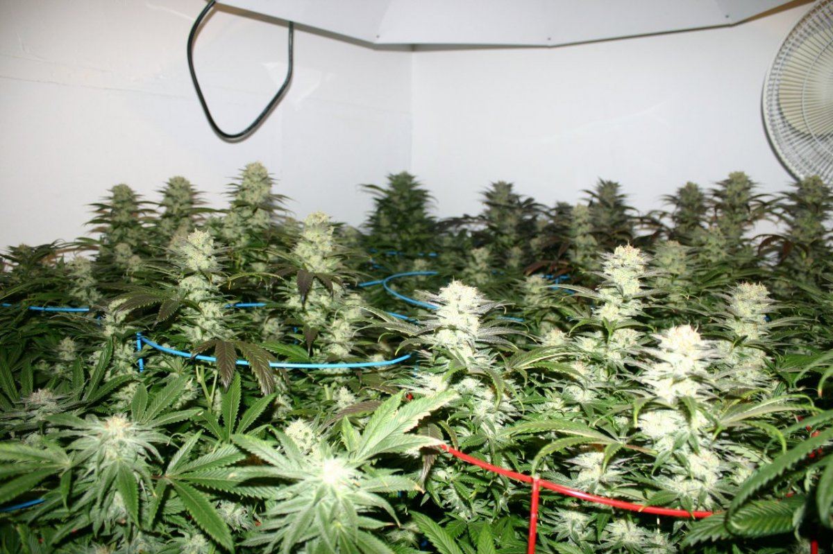 Danimals organics 4