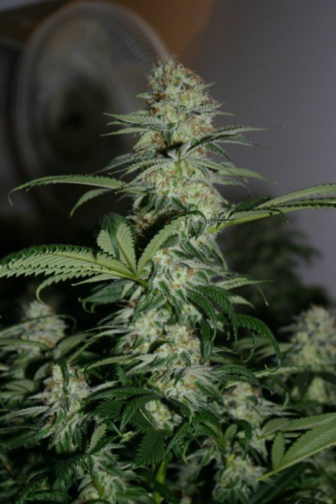 Danimals organics 5