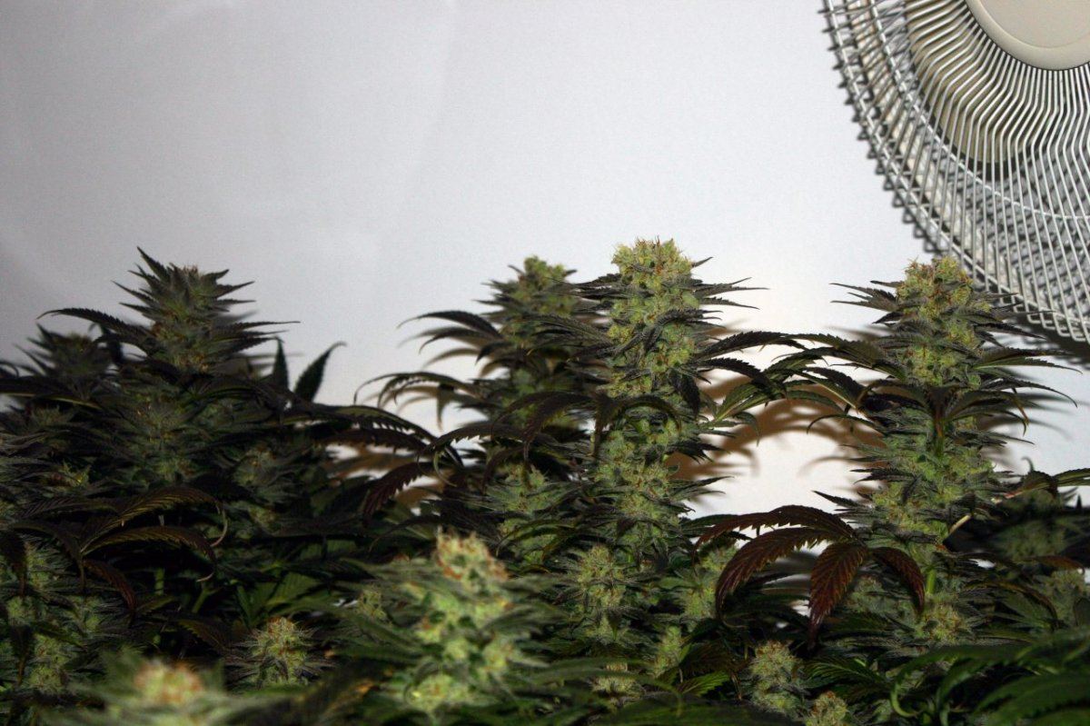 Danimals organics 6