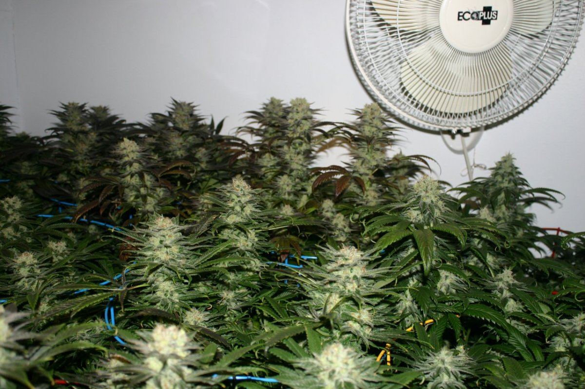Danimals organics 7