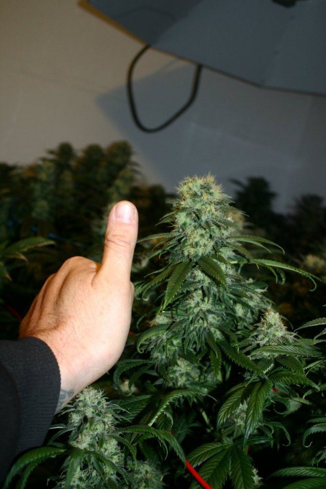 Danimals organics 8