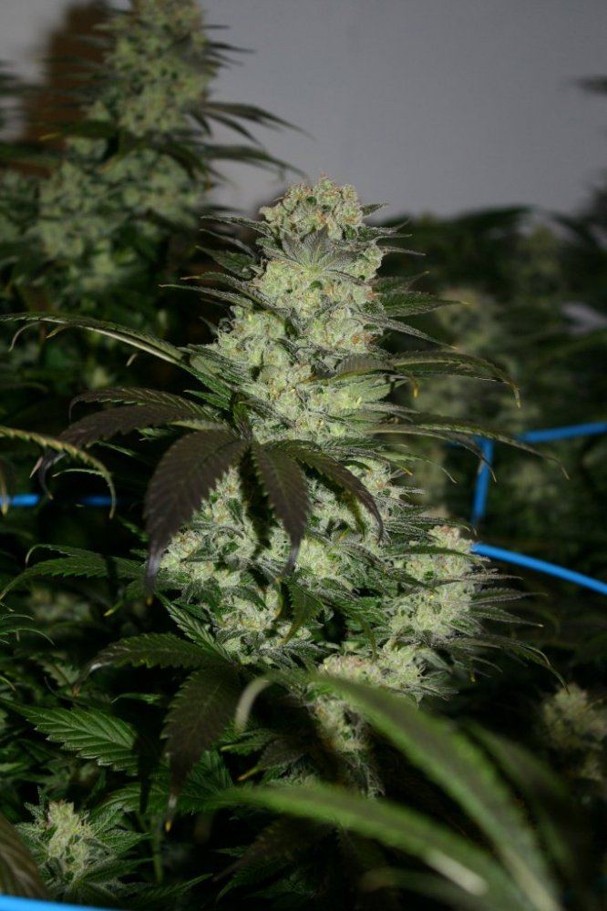 Danimals organics 9