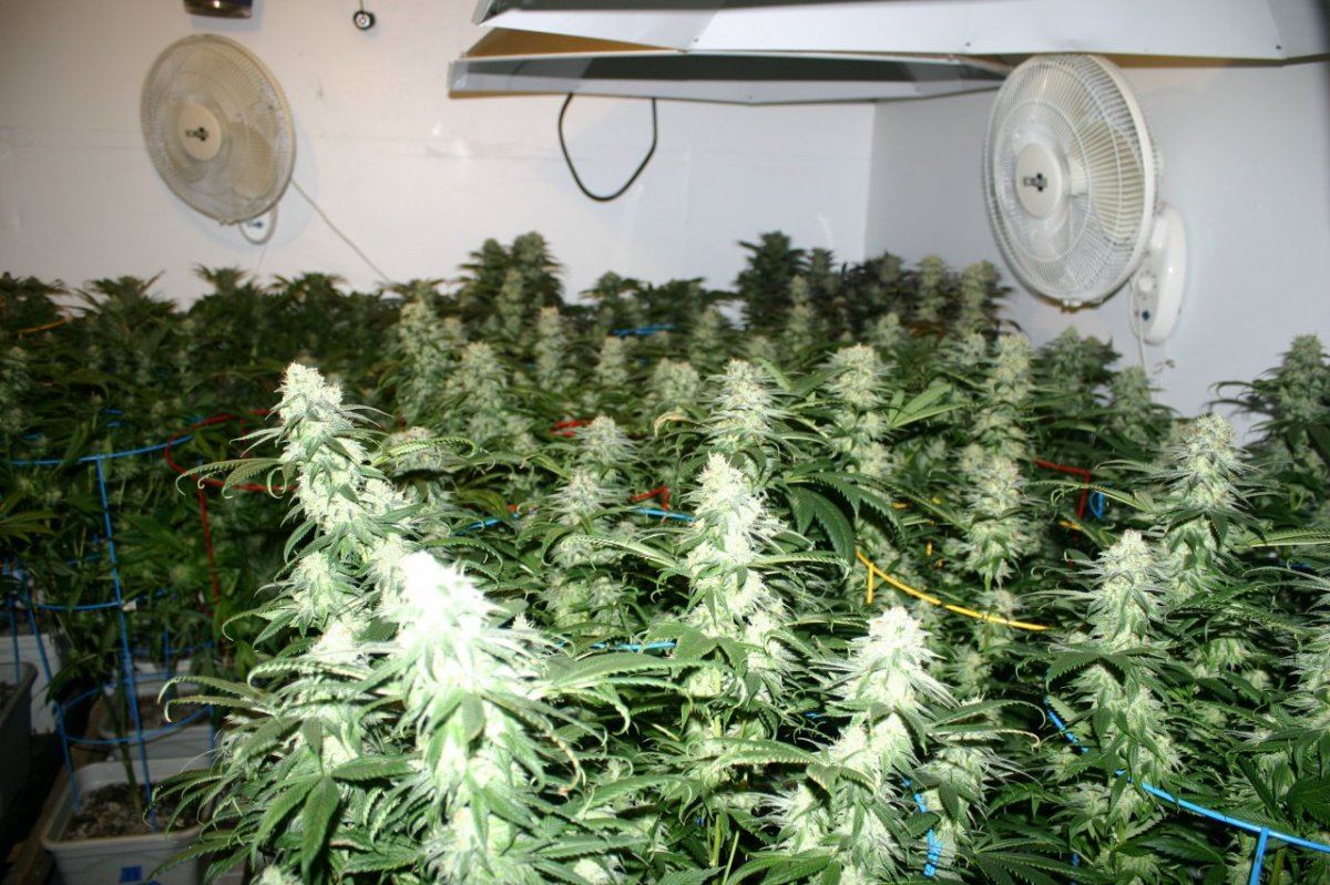 Danimals organics