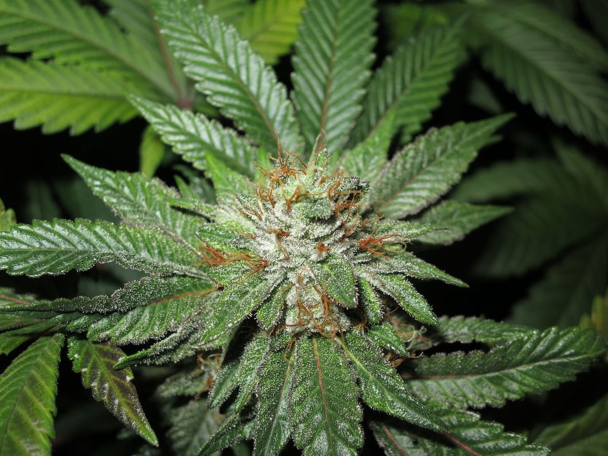DANKFLOW sf