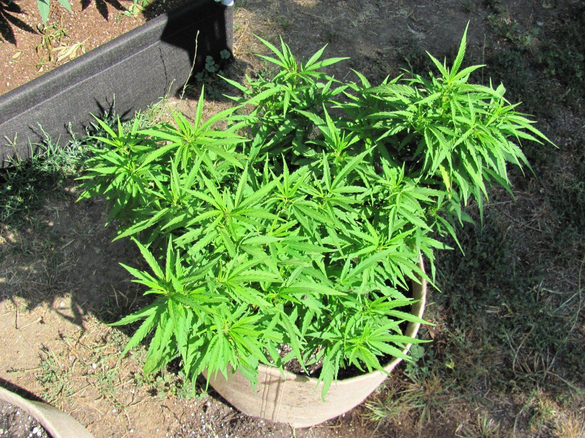 Dankouver