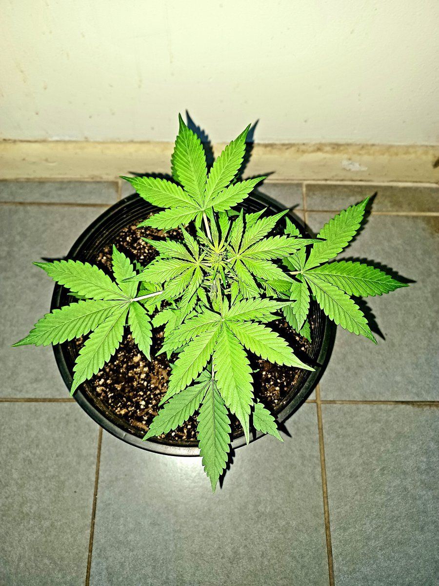 Dark devel auto 4 weeks from sprout