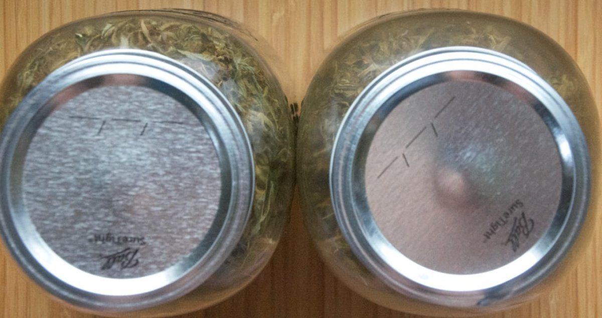 Dark gashaze mold inside storage jar 2