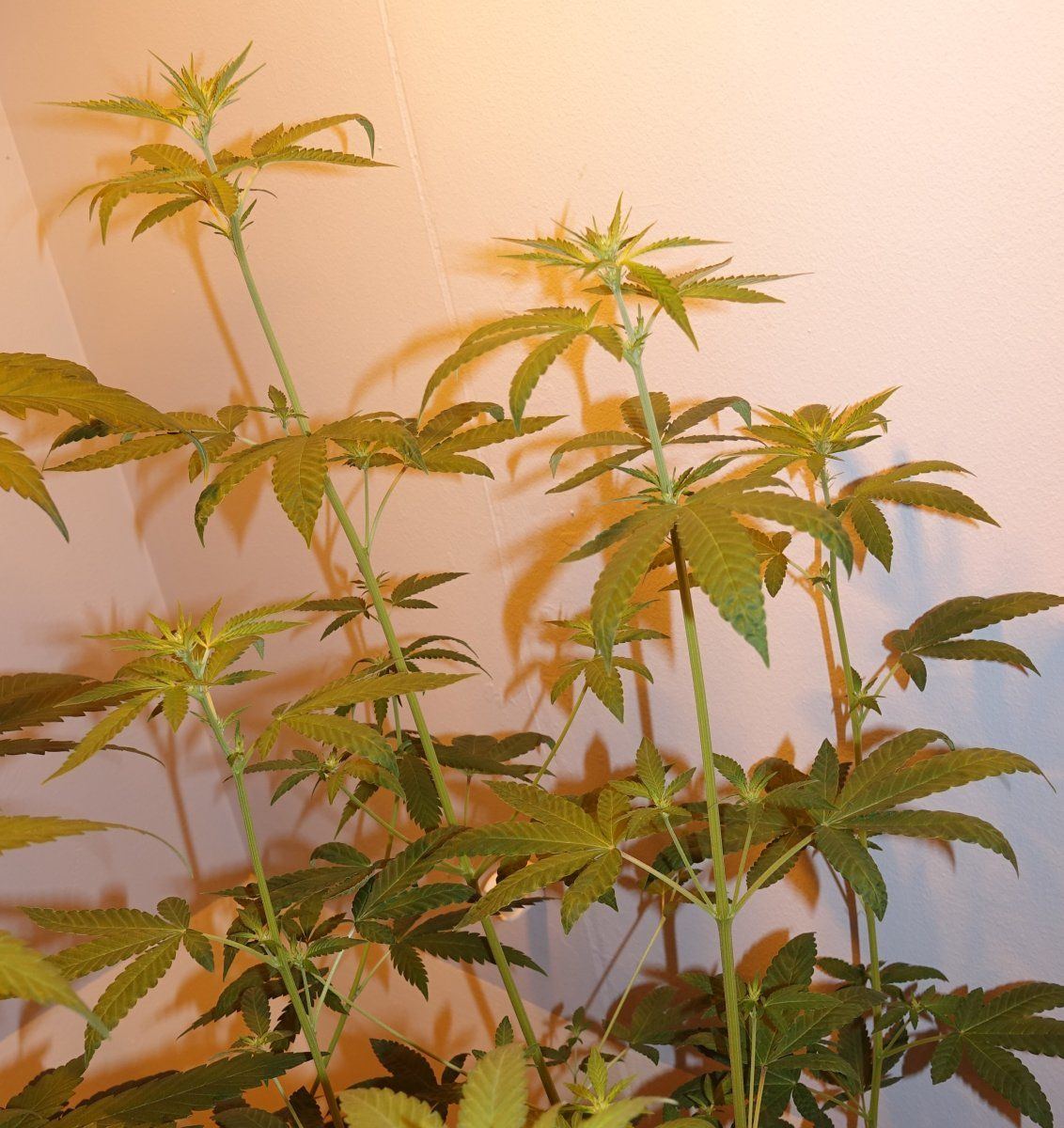 Dark Phoenix F3c