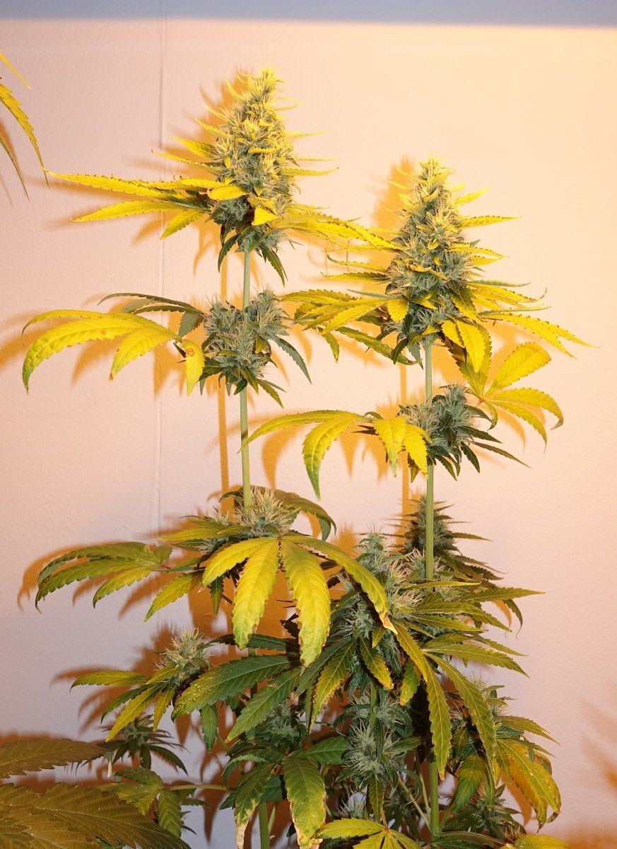Dark Phoenix F7a