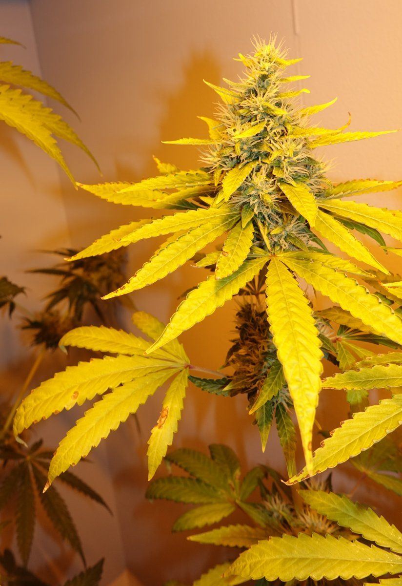 Dark Phoenix F7c