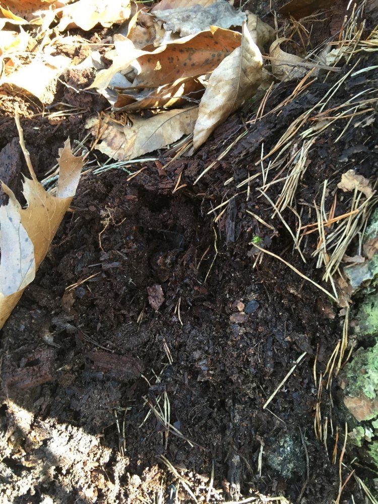 Dark soil with ewc