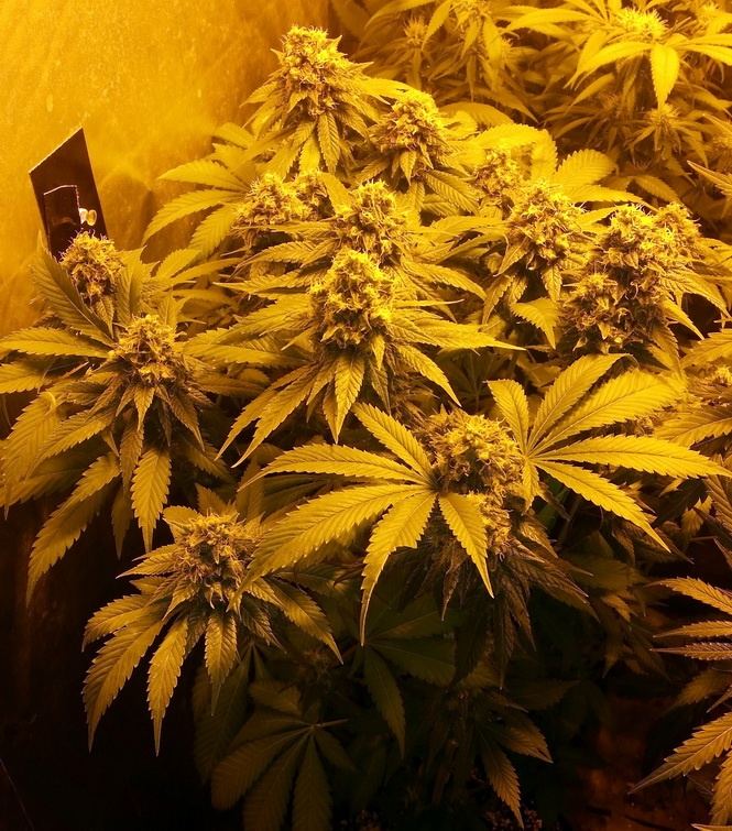 Dark Star 55 days